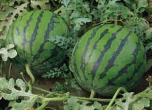 天涯爆料泰国西瓜视频,天涯爆料背后的真相与争议 第1张 天涯爆料泰国西瓜视频,天涯爆料背后的真相与争议 第1张