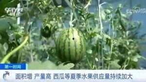 山寨吃瓜群众网红,背后的故事与争议 第3张 山寨吃瓜群众网红,背后的故事与争议 第3张